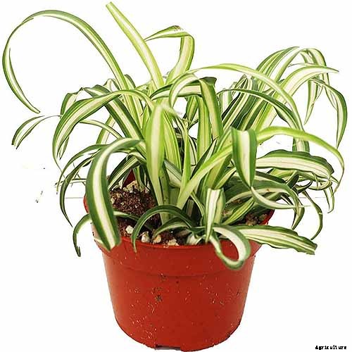 How to Grow and Care for Spider Plants
