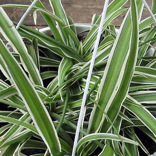 How to Grow and Care for Spider Plants