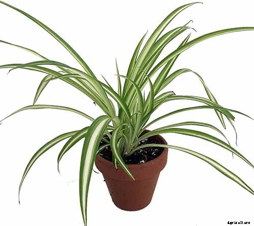 How to Grow and Care for Spider Plants
