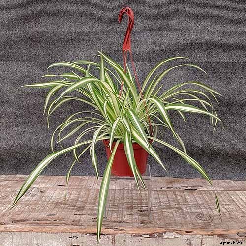 How to Grow and Care for Spider Plants