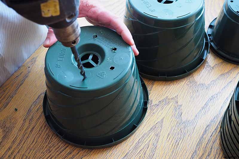 How to Grow and Care for Spider Plants