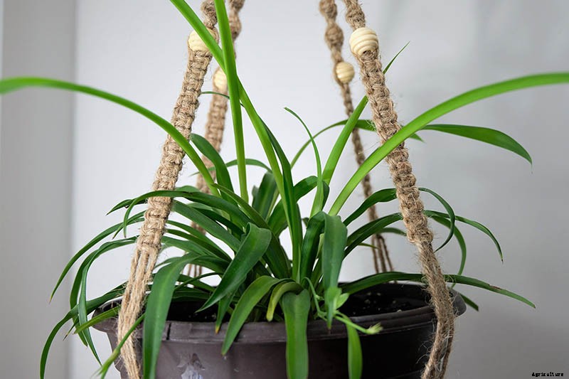 How to Grow and Care for Spider Plants