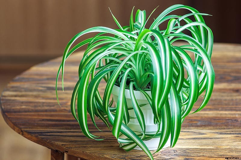 How to Grow and Care for Spider Plants