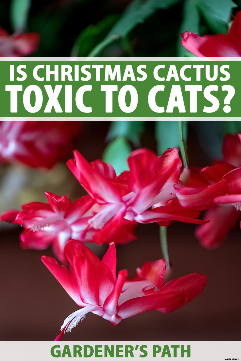 Is Christmas Cactus Toxic to Cats?
