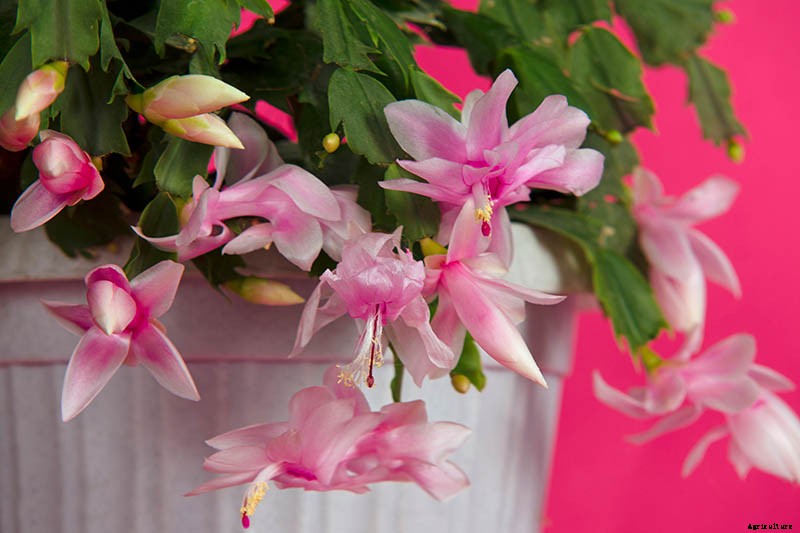 Is Christmas Cactus Toxic to Cats?