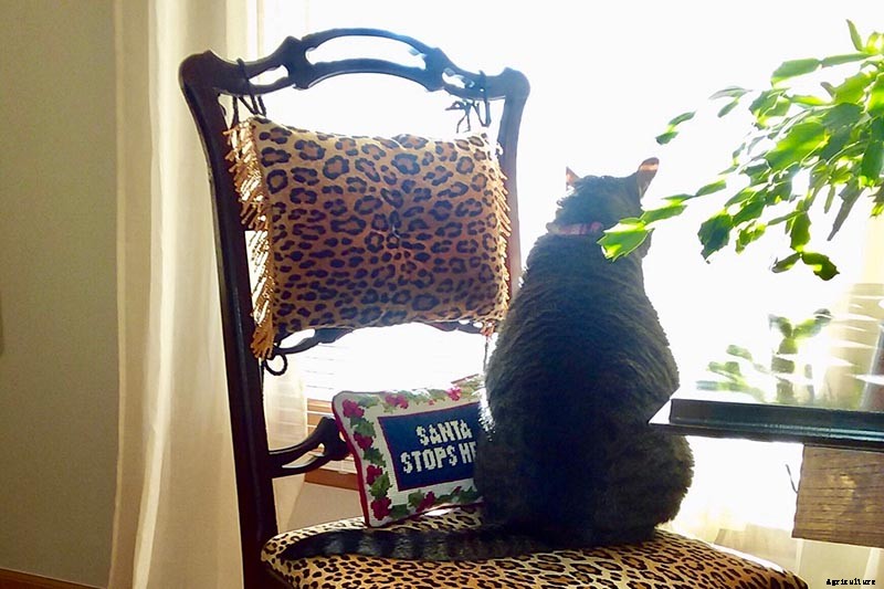 Is Christmas Cactus Toxic to Cats?