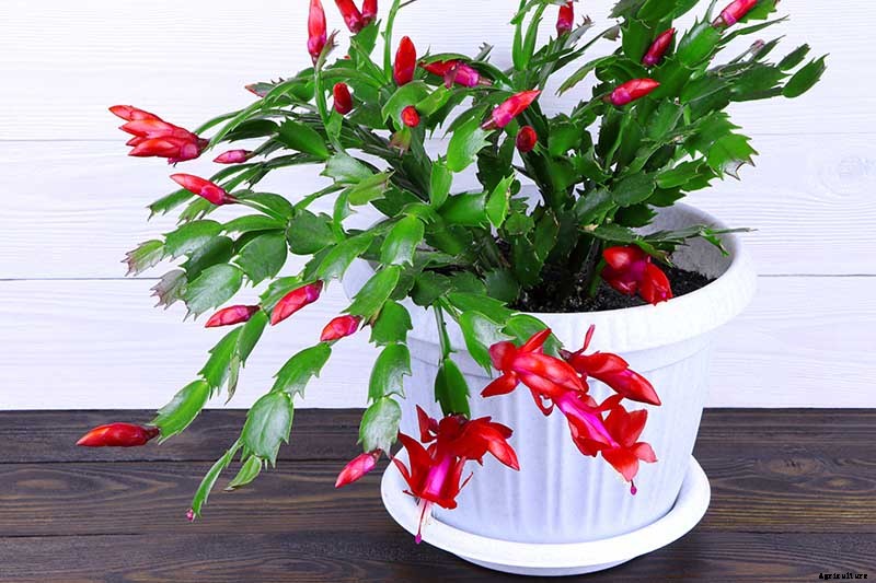 Is Christmas Cactus Toxic to Cats?