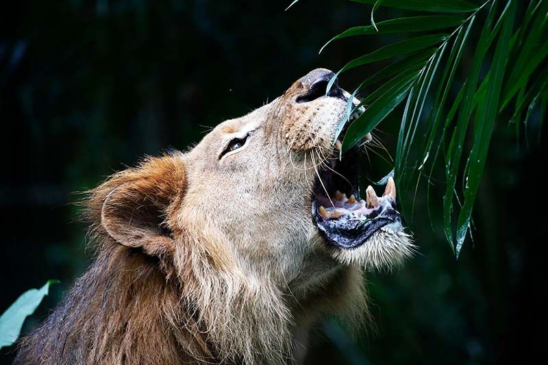 Is Christmas Cactus Toxic to Cats?