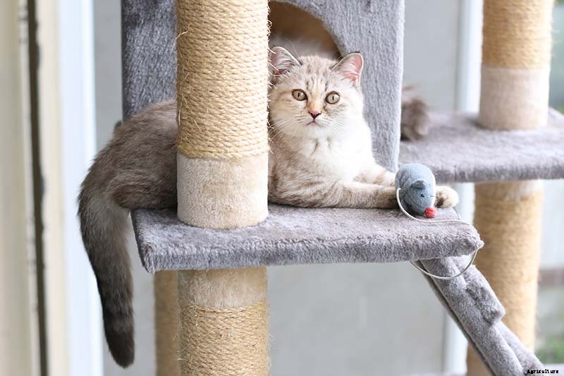 Is Christmas Cactus Toxic to Cats?