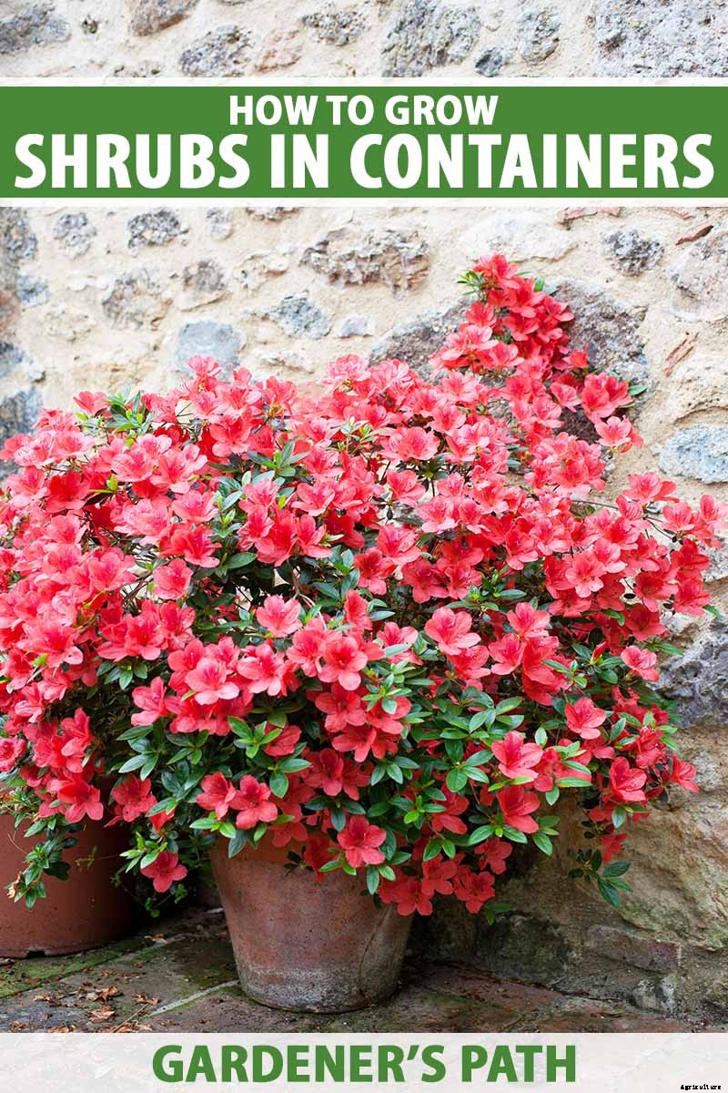 Potted Bushes: How to Grow Shrubs in Containers