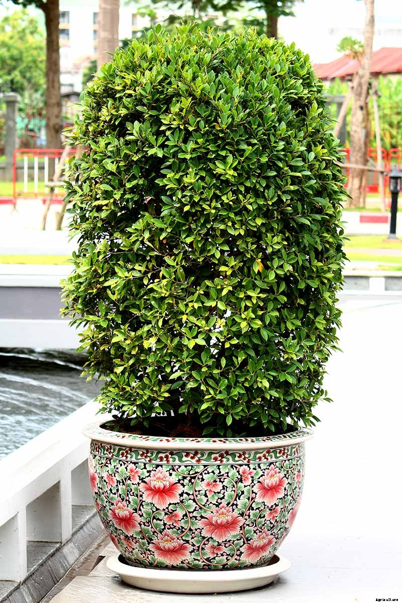 Potted Bushes: How to Grow Shrubs in Containers