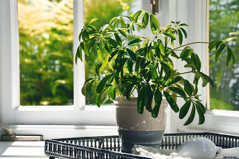 Potted Bushes: How to Grow Shrubs in Containers