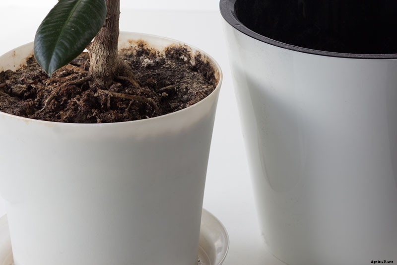 Potted Bushes: How to Grow Shrubs in Containers