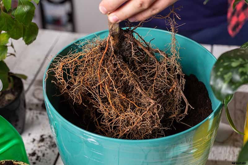 Potted Bushes: How to Grow Shrubs in Containers