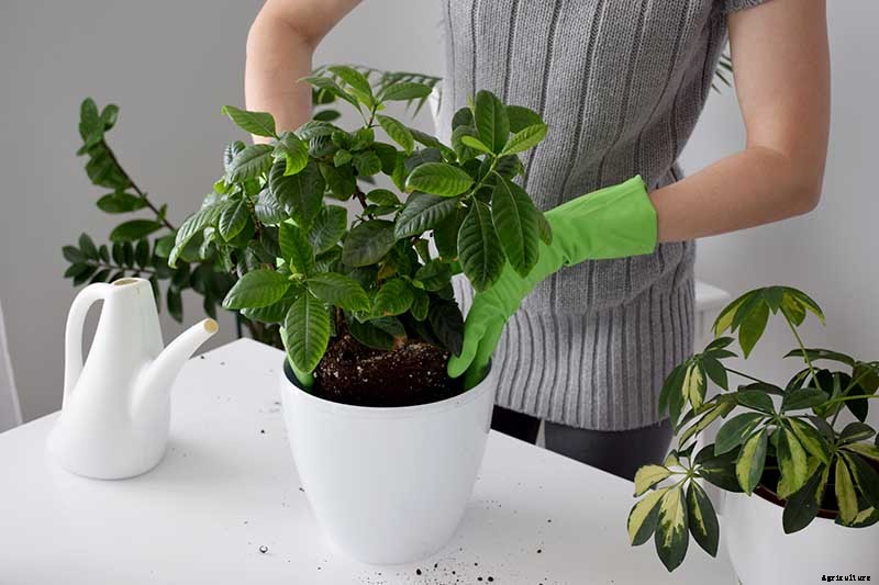 Potted Bushes: How to Grow Shrubs in Containers