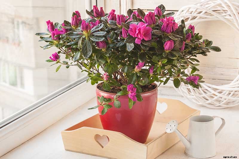 Potted Bushes: How to Grow Shrubs in Containers