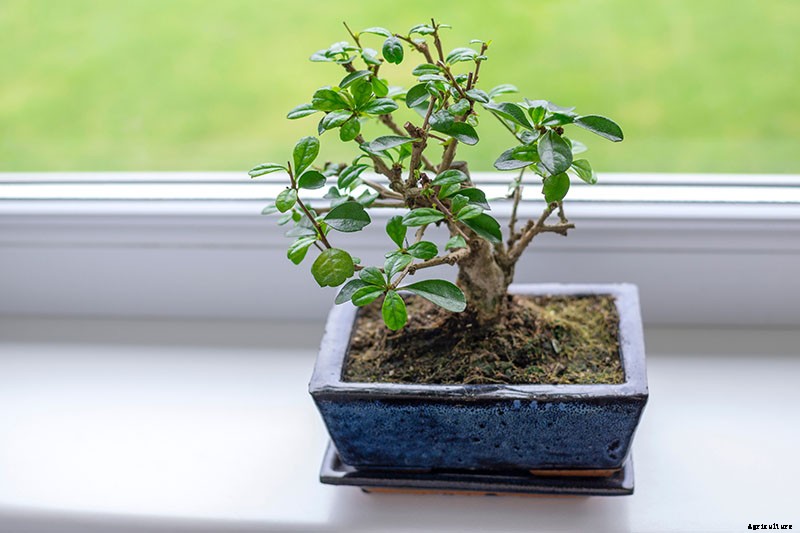 Potted Bushes: How to Grow Shrubs in Containers
