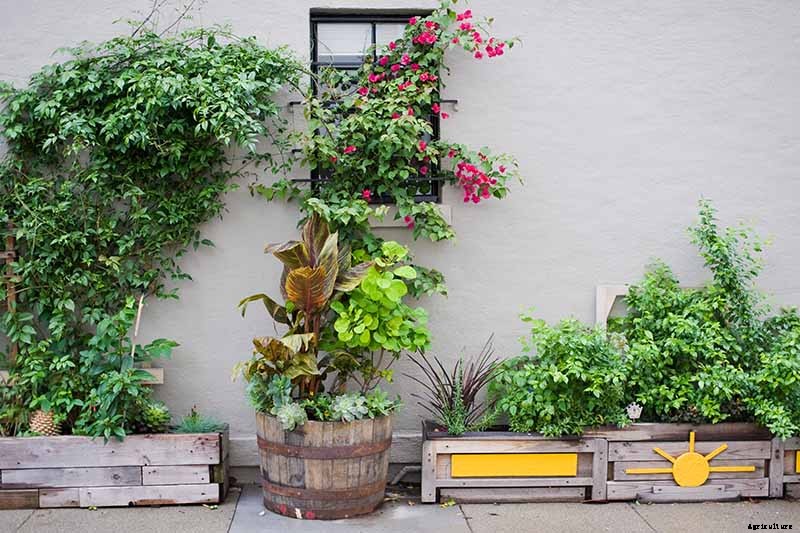 Potted Bushes: How to Grow Shrubs in Containers