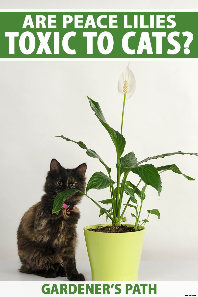 Are Peace Lilies Toxic to Cats?