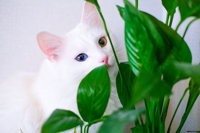 Are Peace Lilies Toxic to Cats?