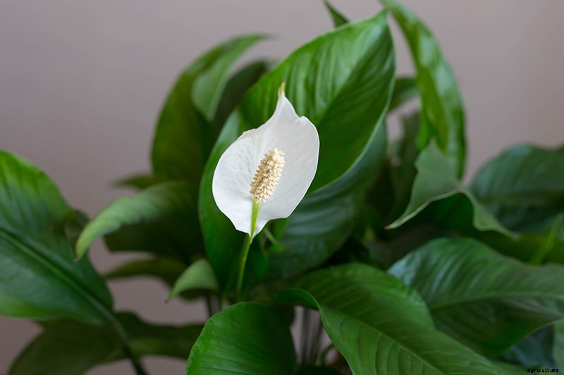 Are Peace Lilies Toxic to Cats?