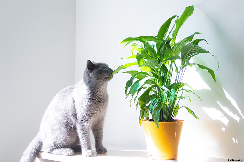 Are Peace Lilies Toxic to Cats?