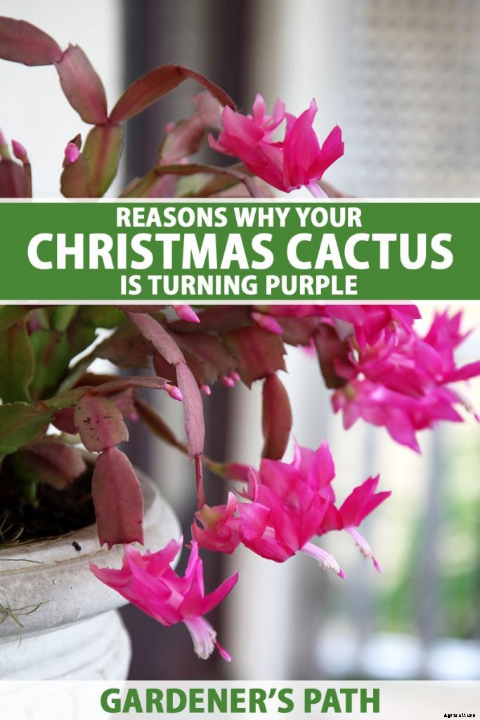 Why Is My Christmas Cactus Turning Purple?