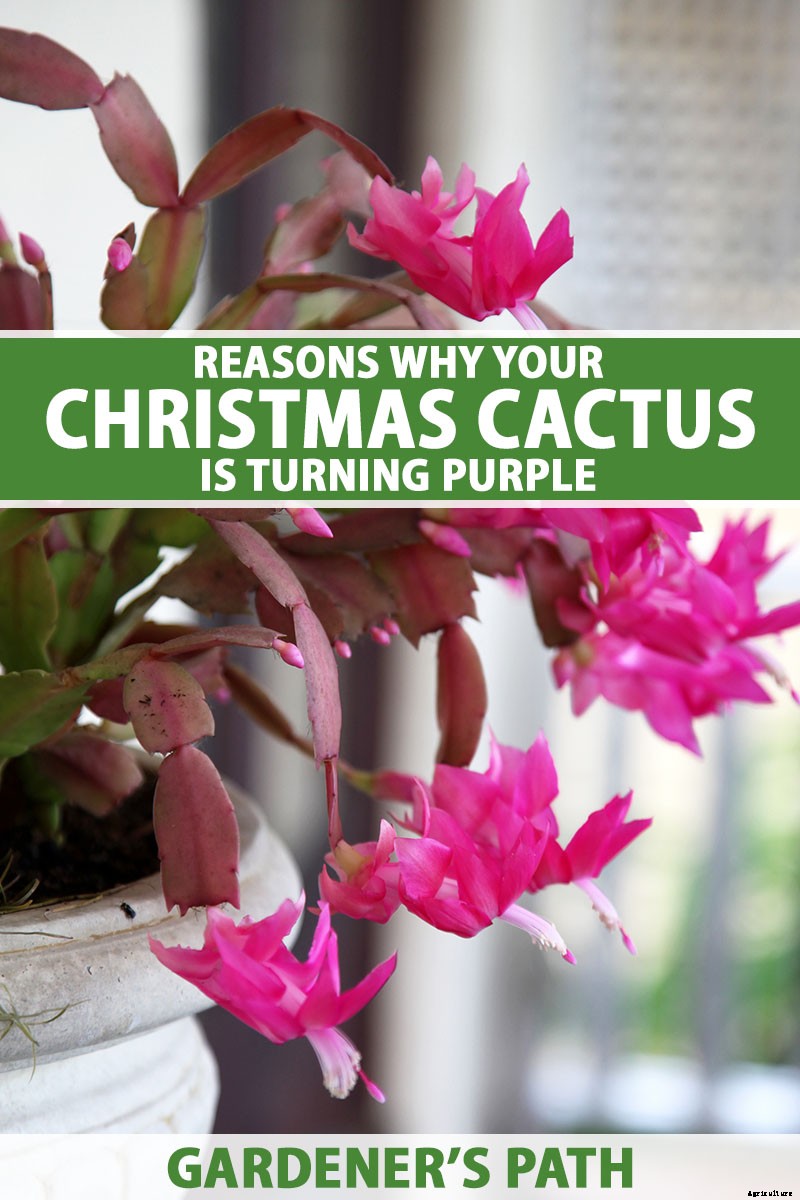 Why Is My Christmas Cactus Turning Purple?