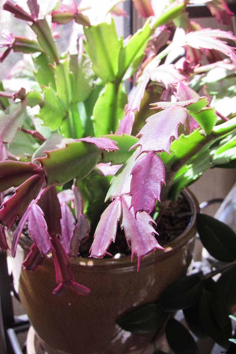 Why Is My Christmas Cactus Turning Purple?