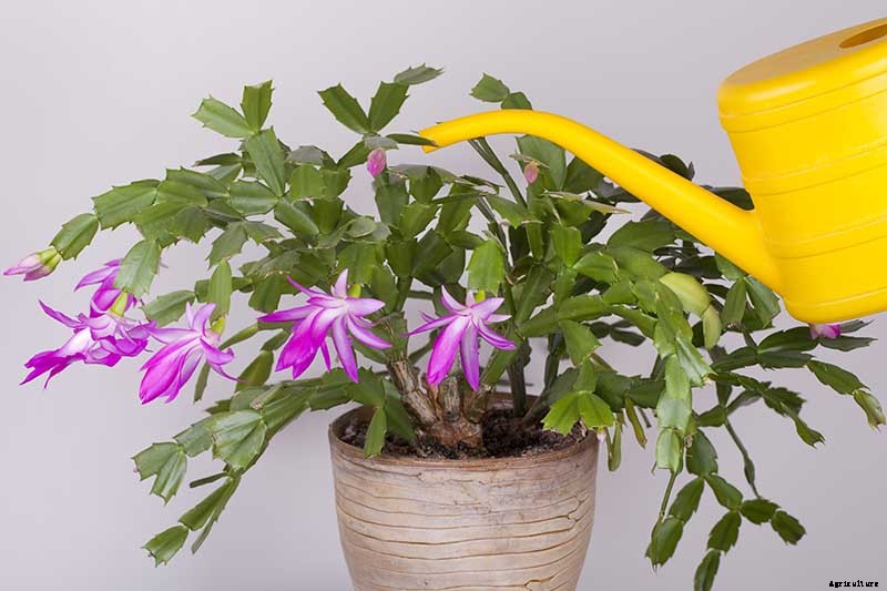 Why Is My Christmas Cactus Turning Purple?