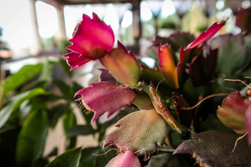 Why Is My Christmas Cactus Turning Purple?