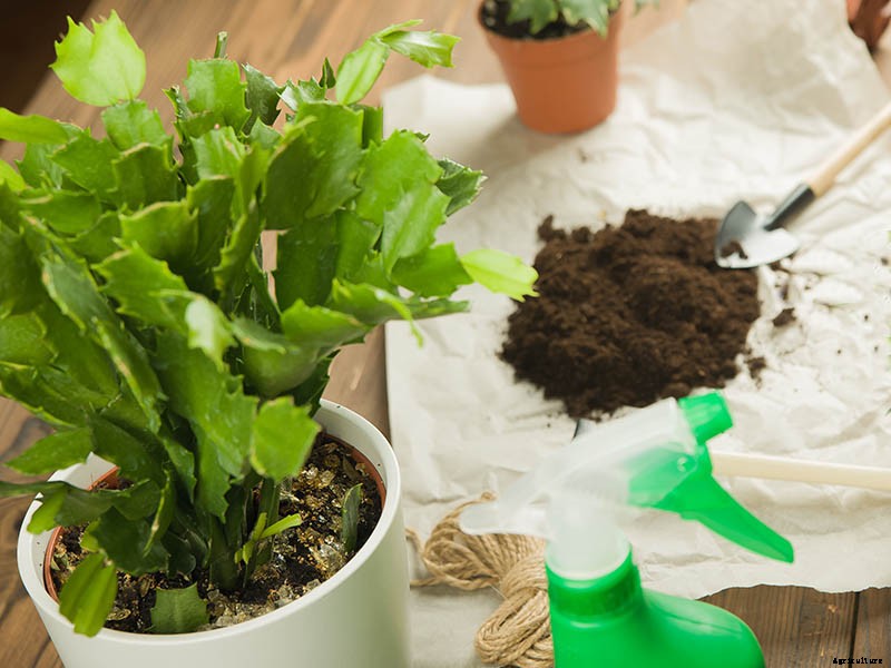Why Is My Christmas Cactus Turning Purple?