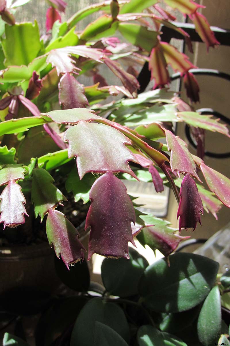 Why Is My Christmas Cactus Turning Purple?