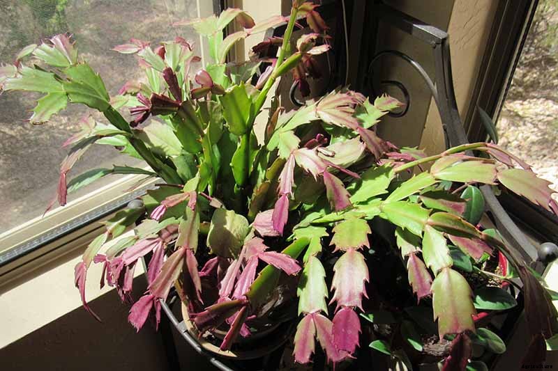 Why Is My Christmas Cactus Turning Purple?