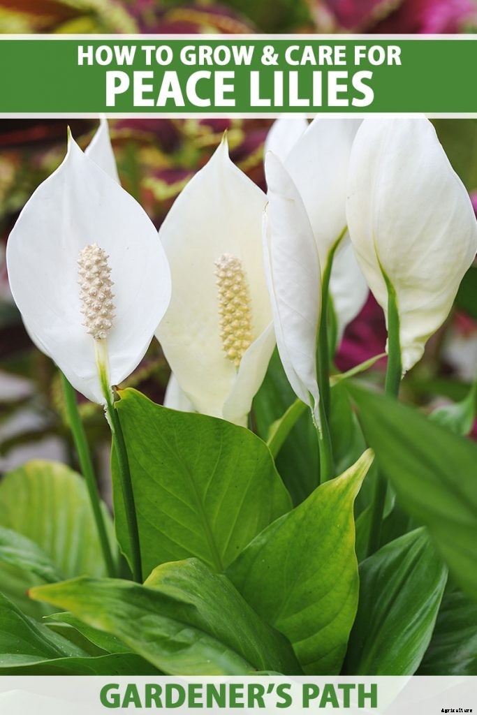 How to Grow and Care for Peace Lily