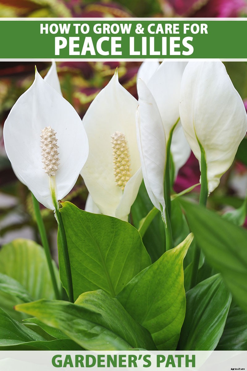 How to Grow and Care for Peace Lily