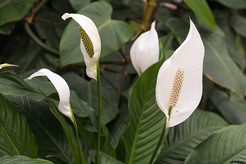 How to Grow and Care for Peace Lily