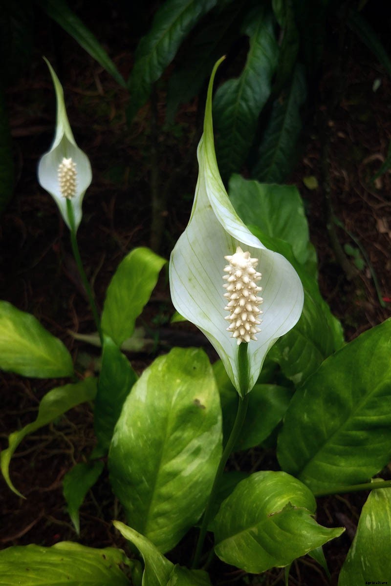 How to Grow and Care for Peace Lily