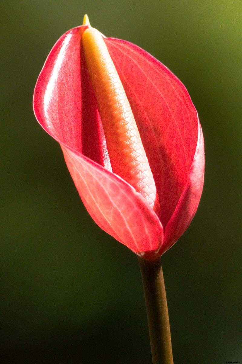 How to Grow and Care for Peace Lily