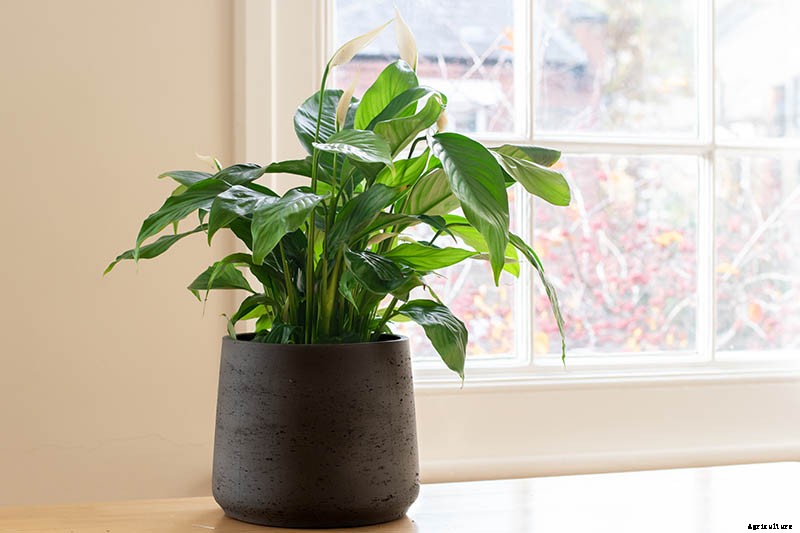 How to Grow and Care for Peace Lily