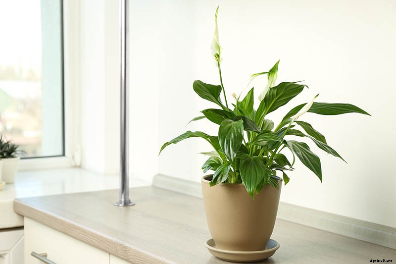 How to Grow and Care for Peace Lily