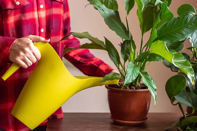 How to Grow and Care for Peace Lily