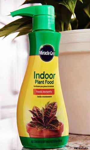 How to Grow and Care for Peace Lily