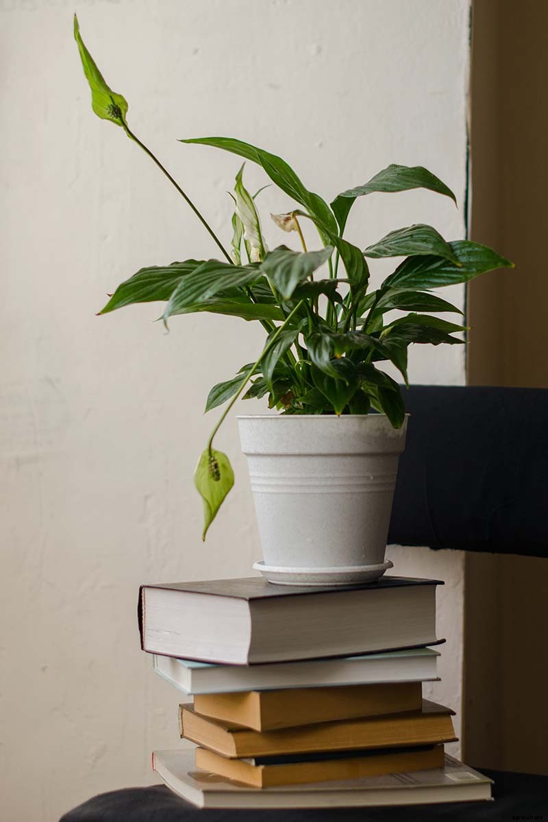How to Grow and Care for Peace Lily