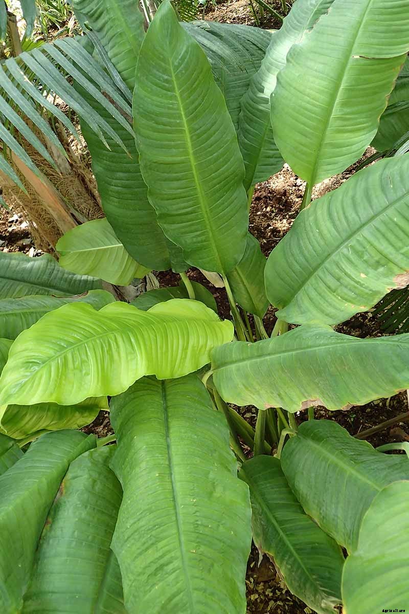 How to Grow and Care for Peace Lily