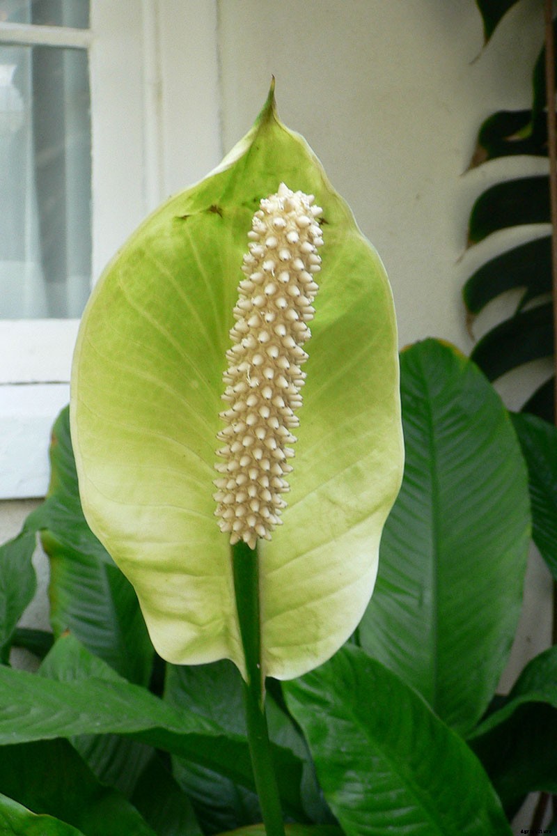 How to Grow and Care for Peace Lily