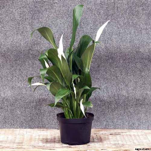 How to Grow and Care for Peace Lily