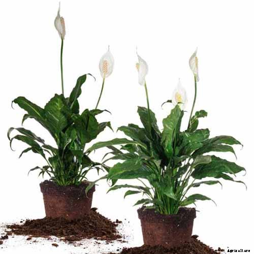 How to Grow and Care for Peace Lily