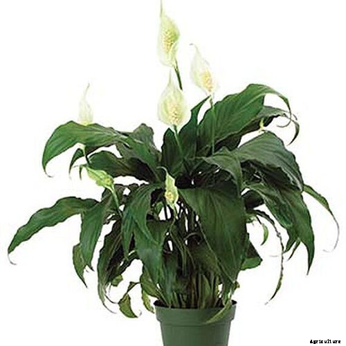 How to Grow and Care for Peace Lily