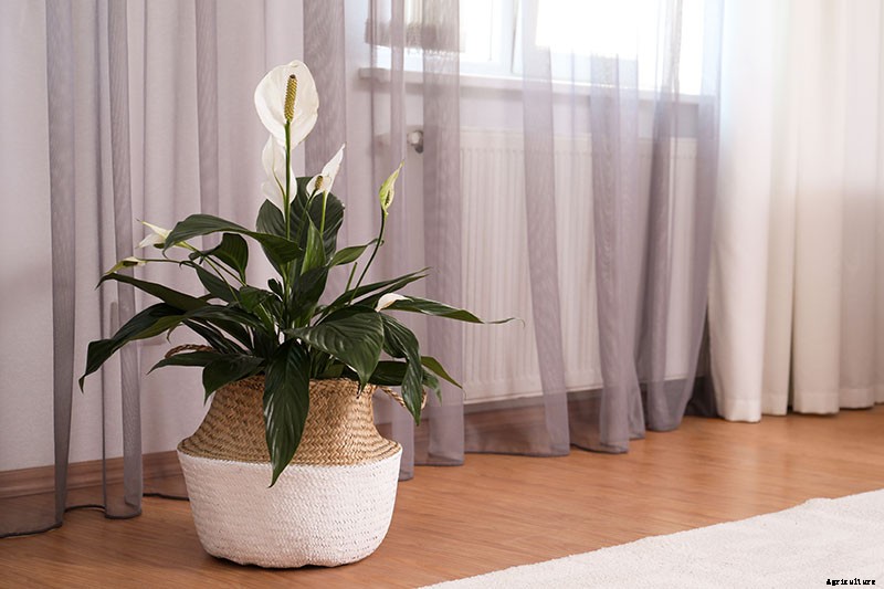 How to Grow and Care for Peace Lily